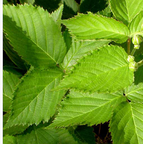 Photo of Blackberry Leaf